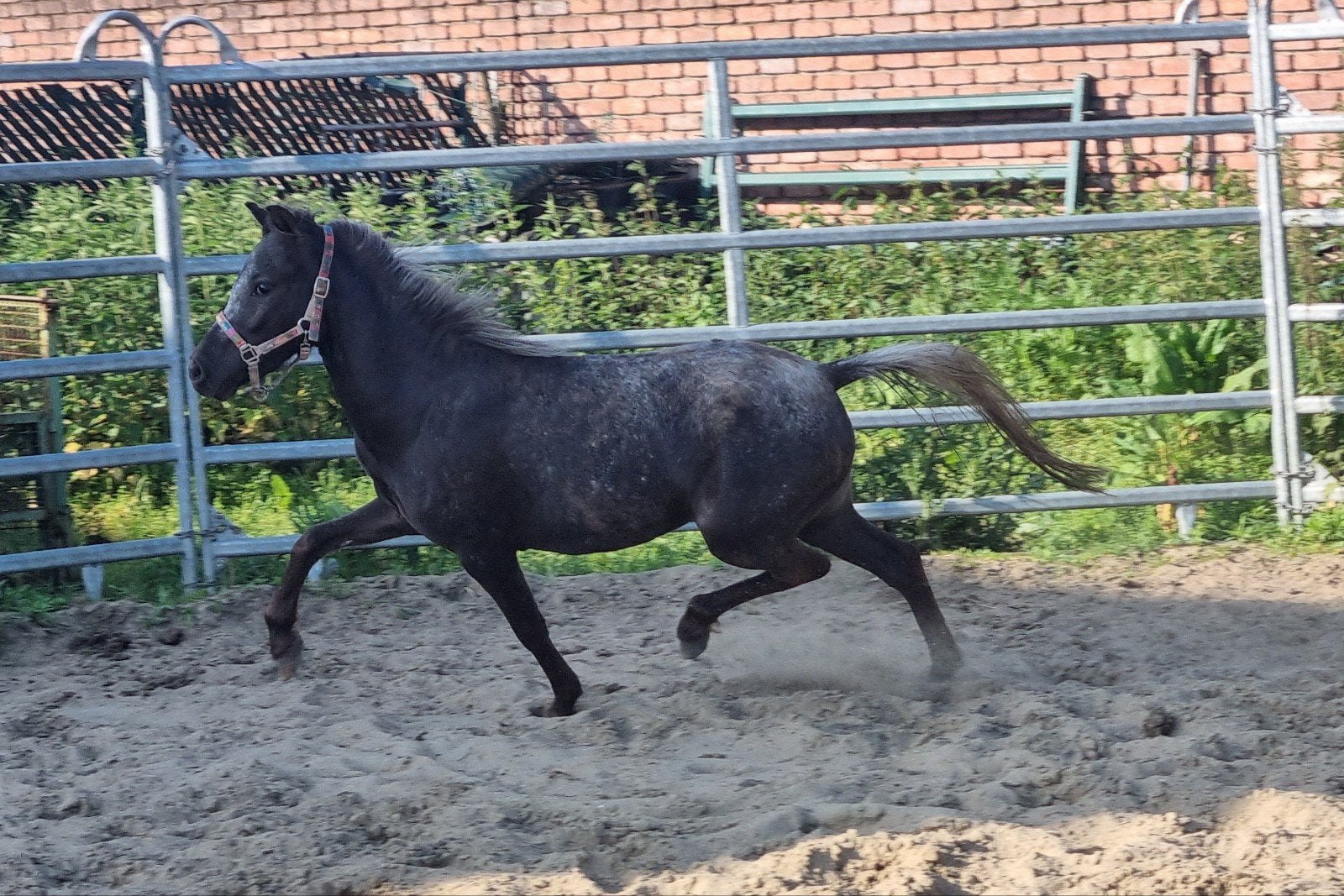 Super mooie appaloosa NMPRS merrie en silverbay aspc, Merrie