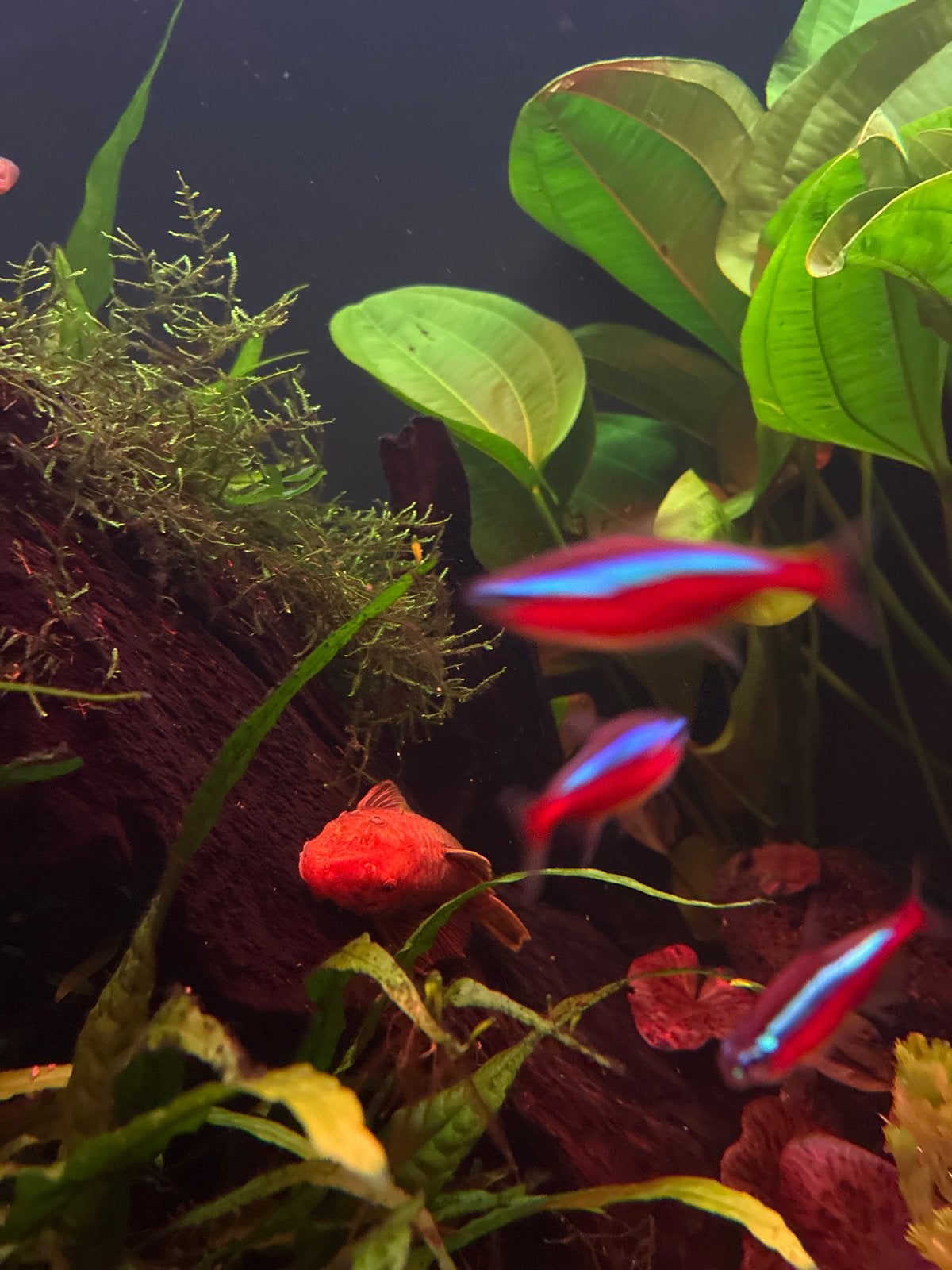 Vis super red bristenose