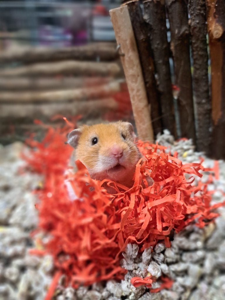 Te koop Goudhamster vrouw, Dieren en Toebehoren, Februari, Vrouwelijk, Hamster