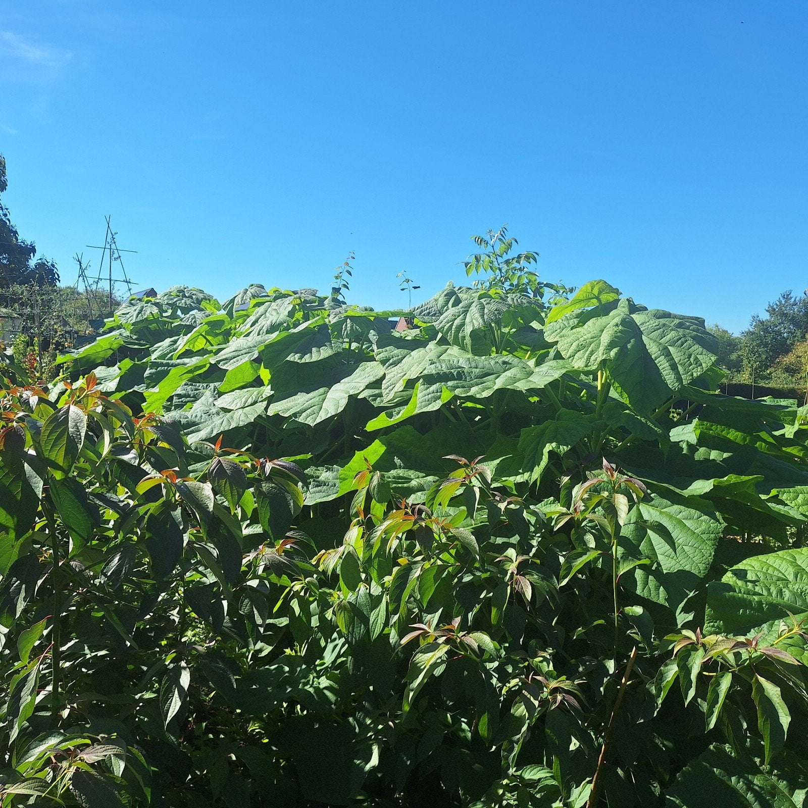 Kiriboom - Paulownia tomentosa, Overige soorten, Lente, 100 tot 250 cm, Ophalen