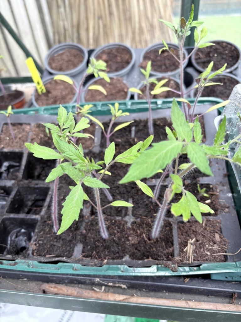 Te koop tros tomaten plantjes 22 stuks, Tuin en Terras, Planten | Tuinplanten, Ophalen, Volle zon, Groenteplanten, Eenjarig