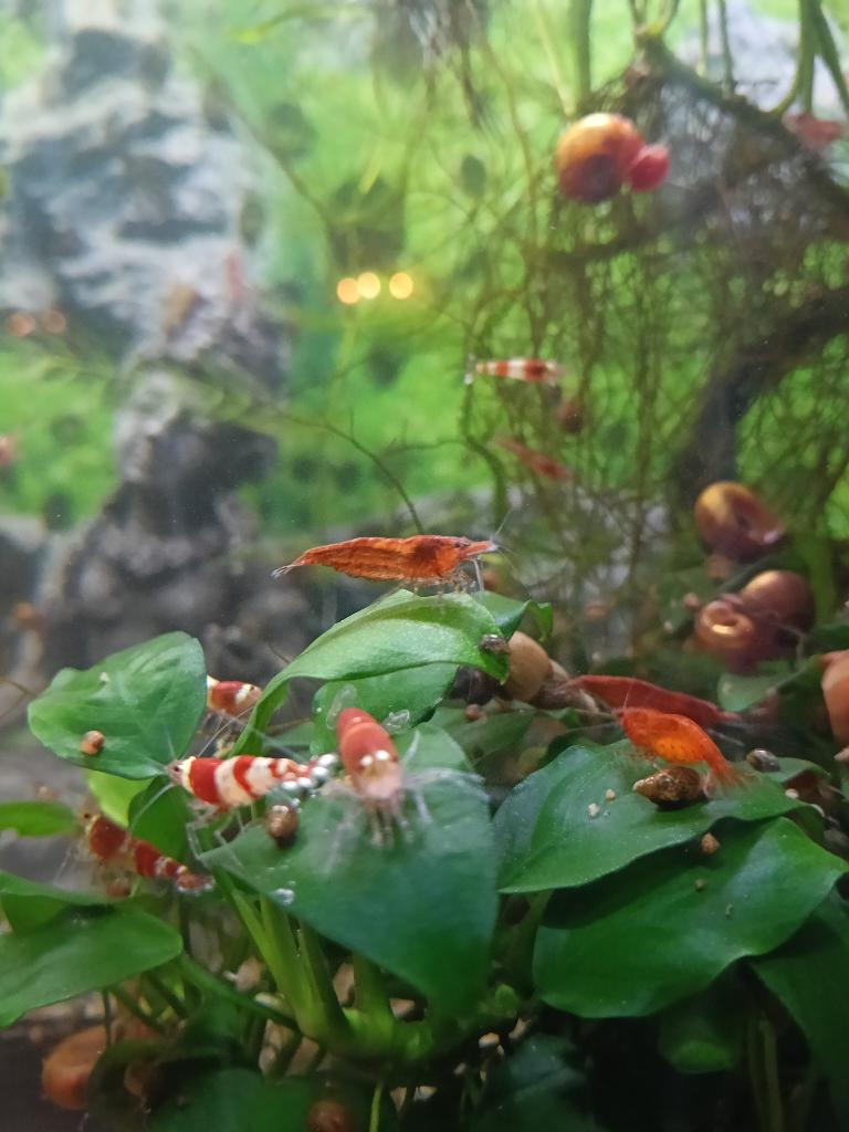 Neocaridina garnalen leuke toevoeging goeie opruimers, Dieren en Toebehoren, Vissen | Aquariumvissen, Kreeft, Krab of Garnaal