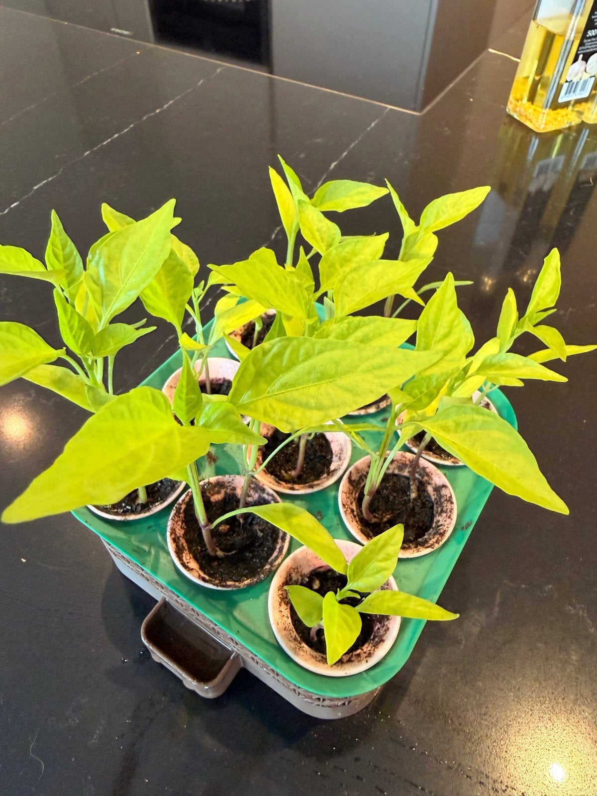 Paprika plantjes - 7-10cm hoog, Ophalen, Volle zon, Groenteplanten, Eenjarig