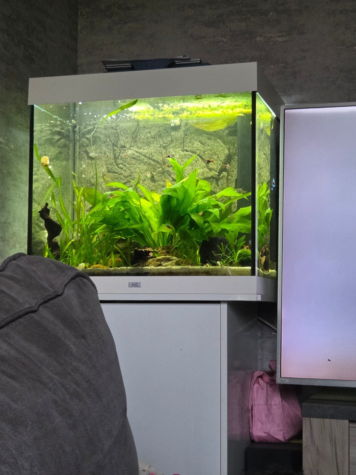 Compleet aquarium juwel lido 200, Dieren en Toebehoren, Ophalen, Inclusief toebehoren, Zo goed als nieuw, Gevuld zoetwateraquarium