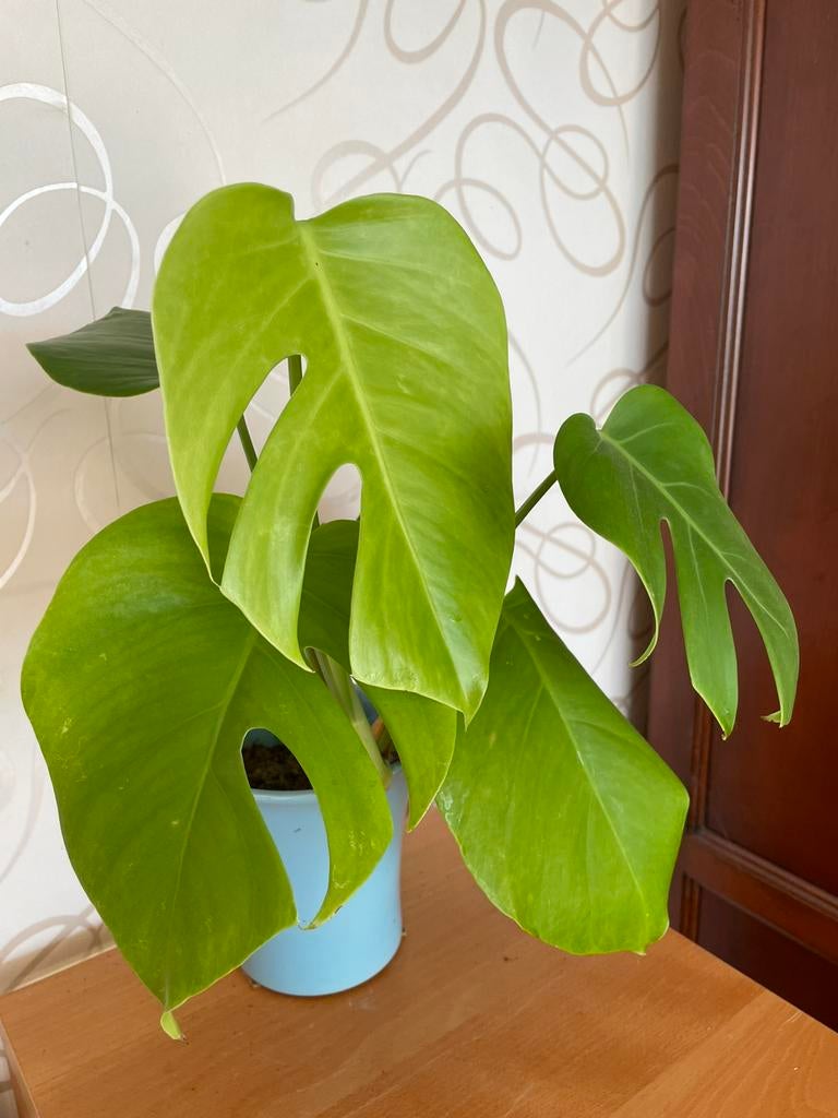 Mini Monstera - 40 cm, Huis en Inrichting, Kamerplanten, Ophalen of Verzenden, Halfschaduw, Minder dan 100 cm