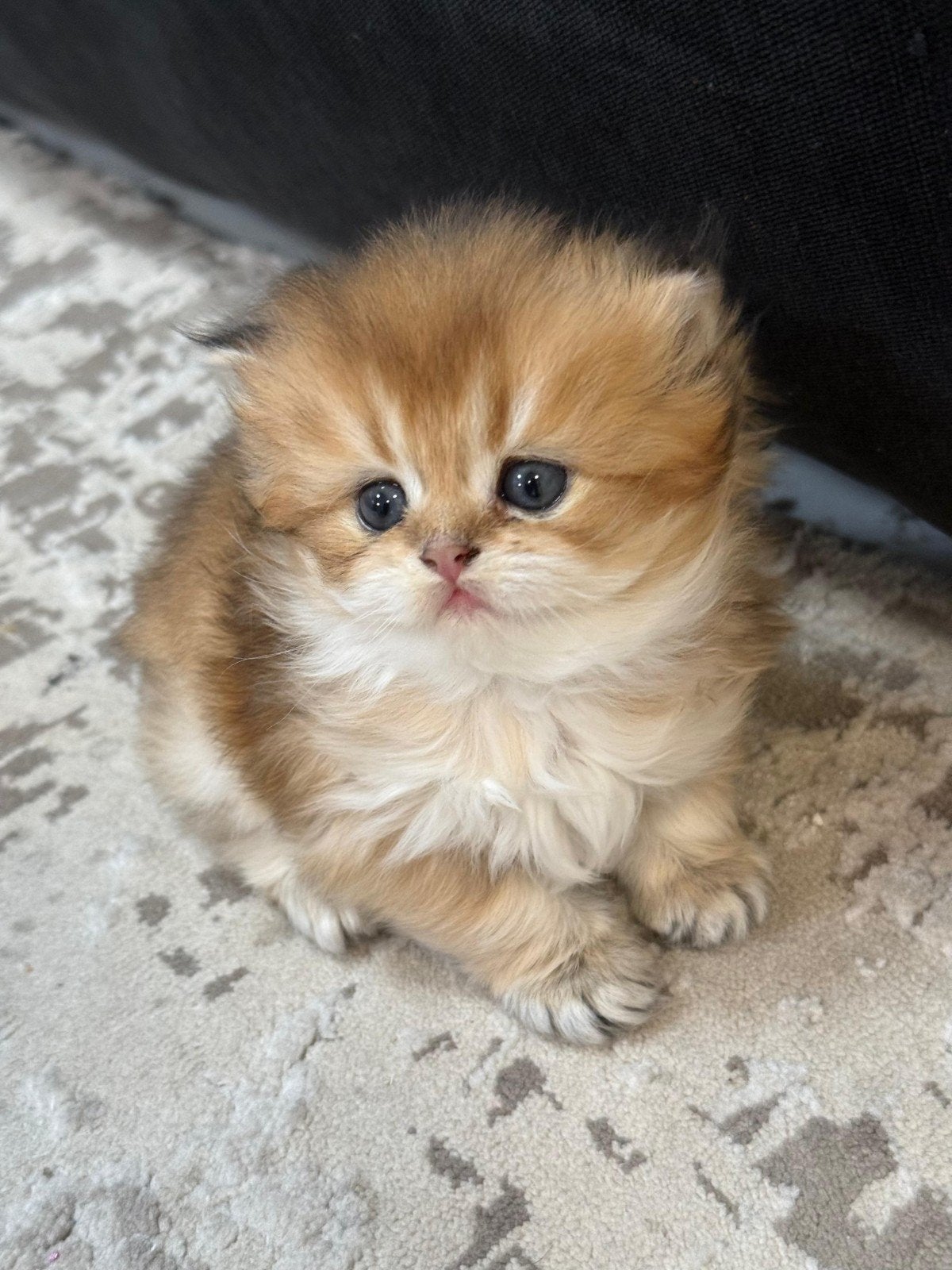 Kittens britse korthaar en langhaar golden shaded, Dieren en Toebehoren, Katten en Kittens | Overige Katten, Poes