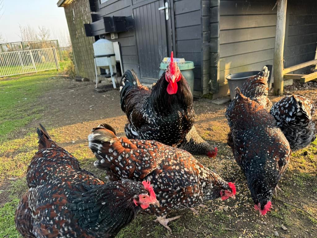 Broedeieren Sussex rood porselein kippen, Vrouwelijk, Kip