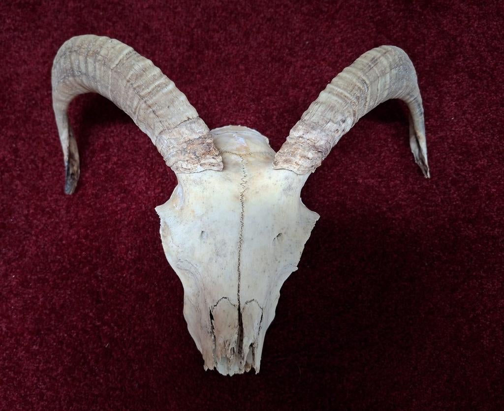 Schedel schaap, Ophalen, Schedel