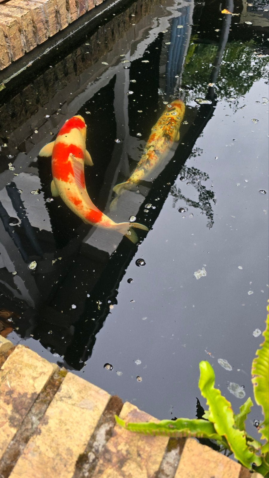Kuchibeni kohaku 60 cm. 19 jaar oud. Zeer gezond, Dieren en Toebehoren, Vissen | Vijvervissen, Karper of Koi