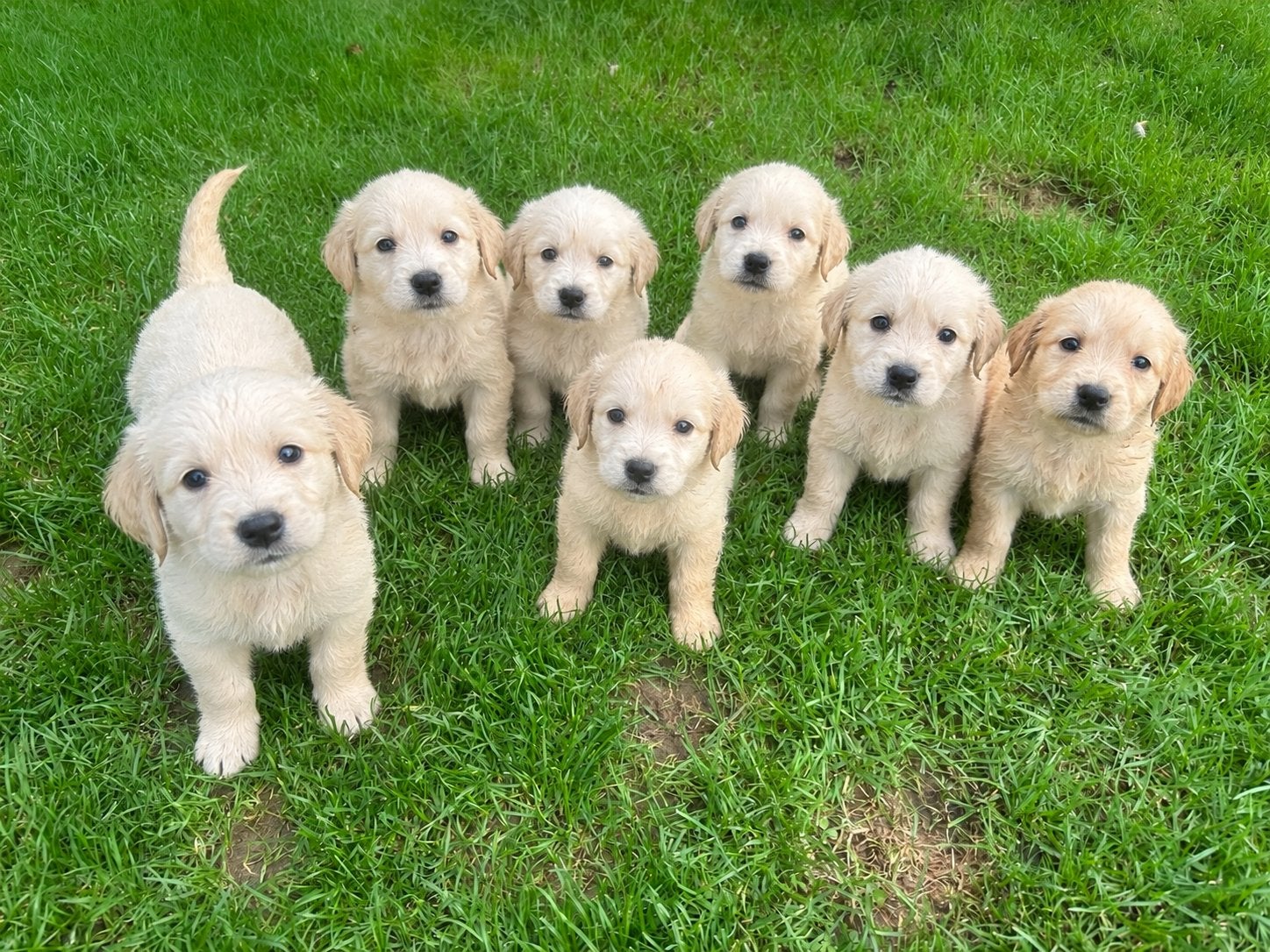 Golden retriever pups., Golden retriever, 8 tot 15 weken, Meerdere, Meerdere dieren