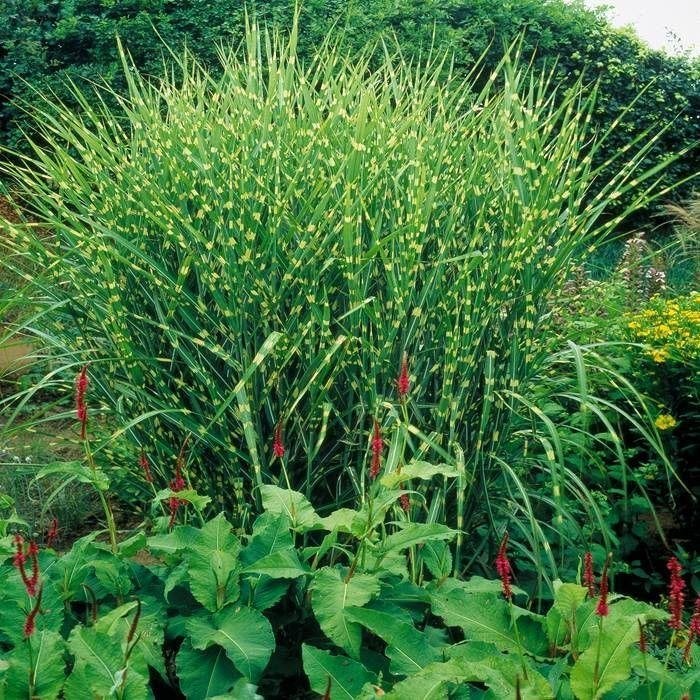Zebragras Miscanthus Sinensis Zebrinus 150 hoog, Ophalen, Volle zon, Vaste plant, Siergrassen