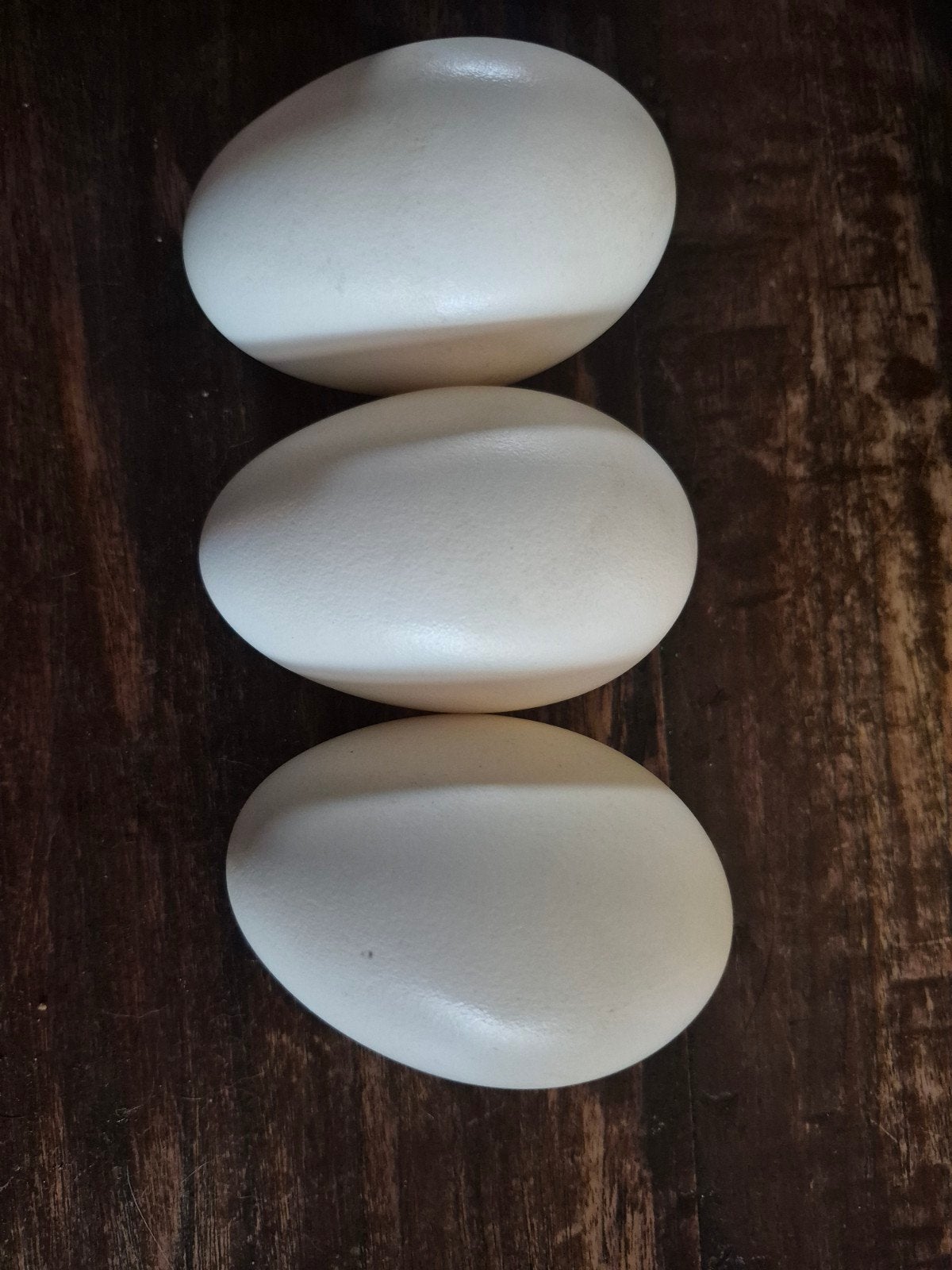 ganzen ei uitgeblazen ei om de vogel voor de gek te houden, Ophalen