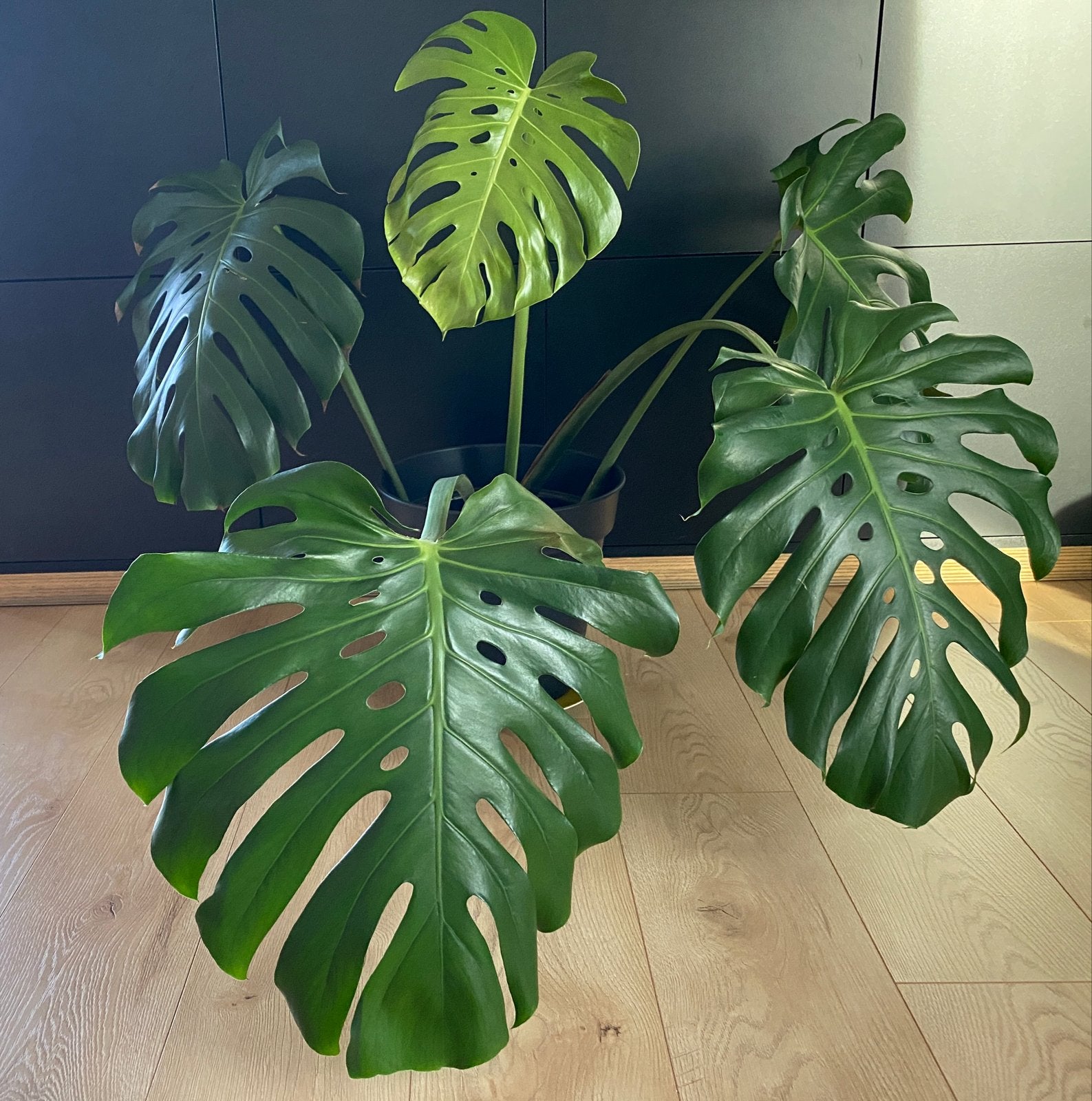 Grote Monstera Deliciosa - Kamerplant, Ophalen, Overige soorten, Halfschaduw, In pot