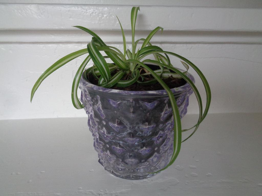 krul graslelie Chlorophytum comosum BONNIE roze glazen pot, Ophalen of Verzenden, Minder dan 100 cm, Volle zon, In pot