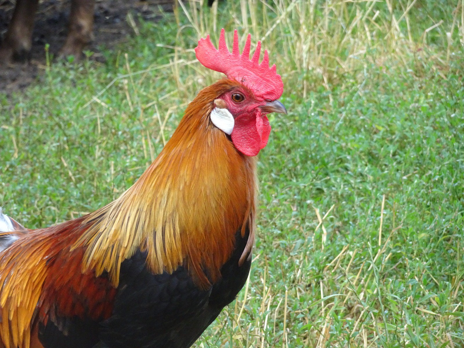 Drents hoen haan, Dieren en Toebehoren, Mannelijk, Kip