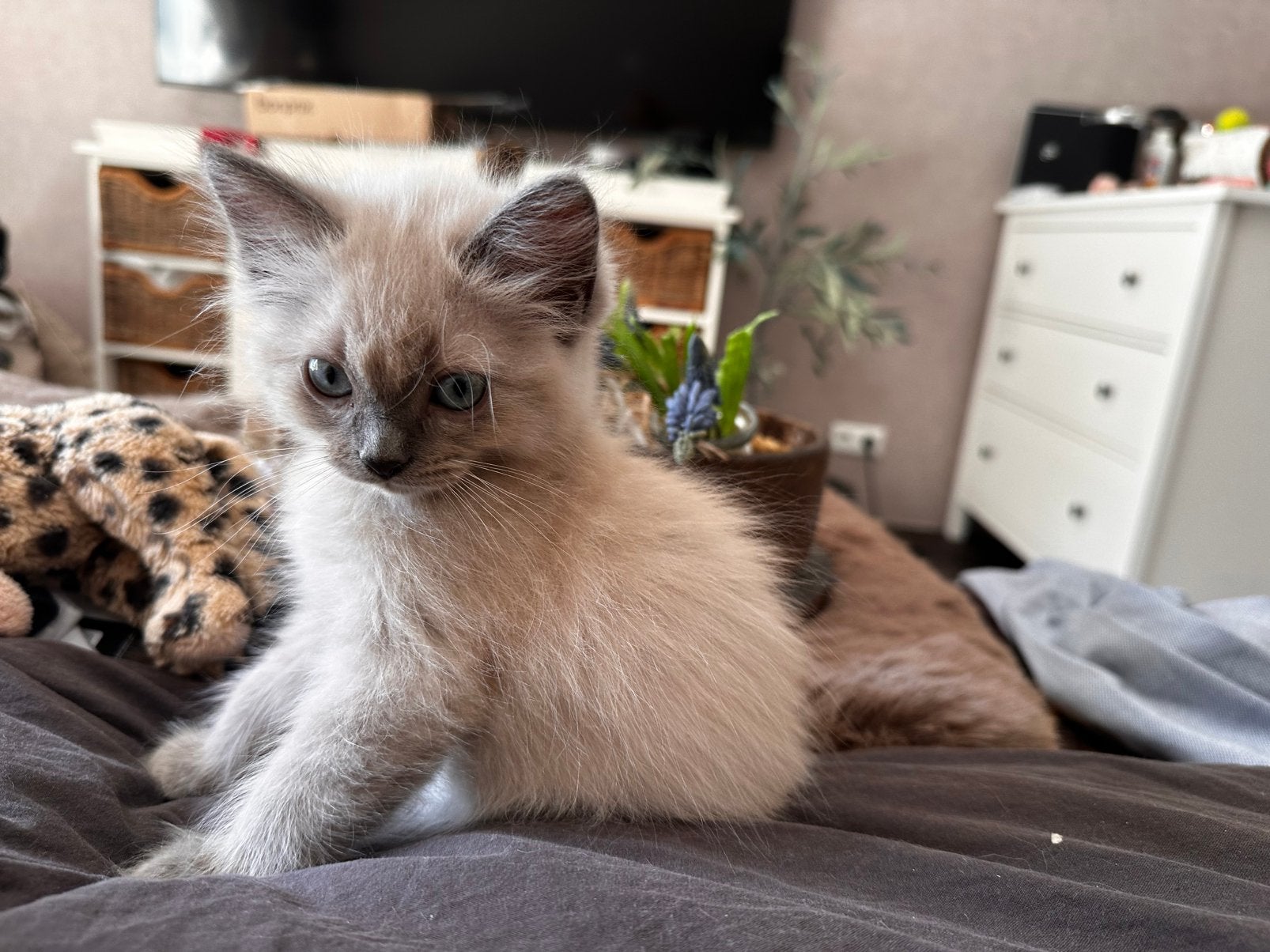 100% ragdoll kittens   seal mink—seal point—blue mink, Meerdere dieren, Gechipt, 0 tot 2 jaar