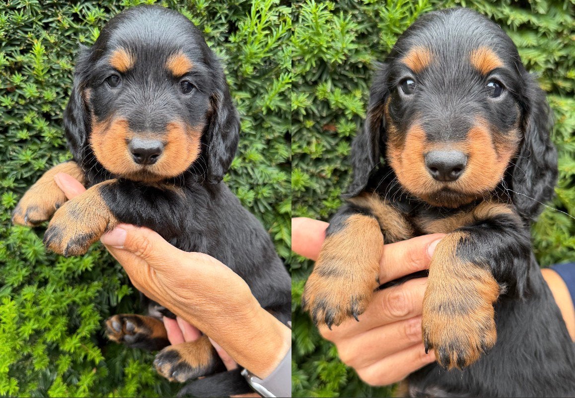 Langhaar standaard teckel pups met stamboom, België, Particulier, 8 tot 15 weken, Dwerg