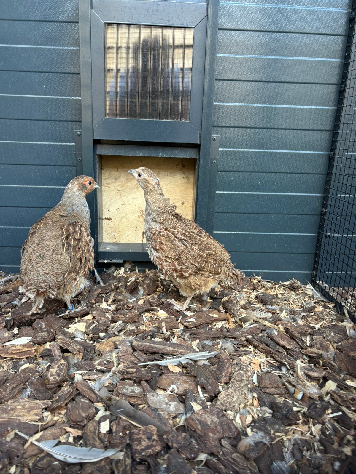 2 koppels europese patrijzen, Dieren en Toebehoren, Vogels | Overige Vogels, Meerdere dieren, Wildzangvogel, Geringd