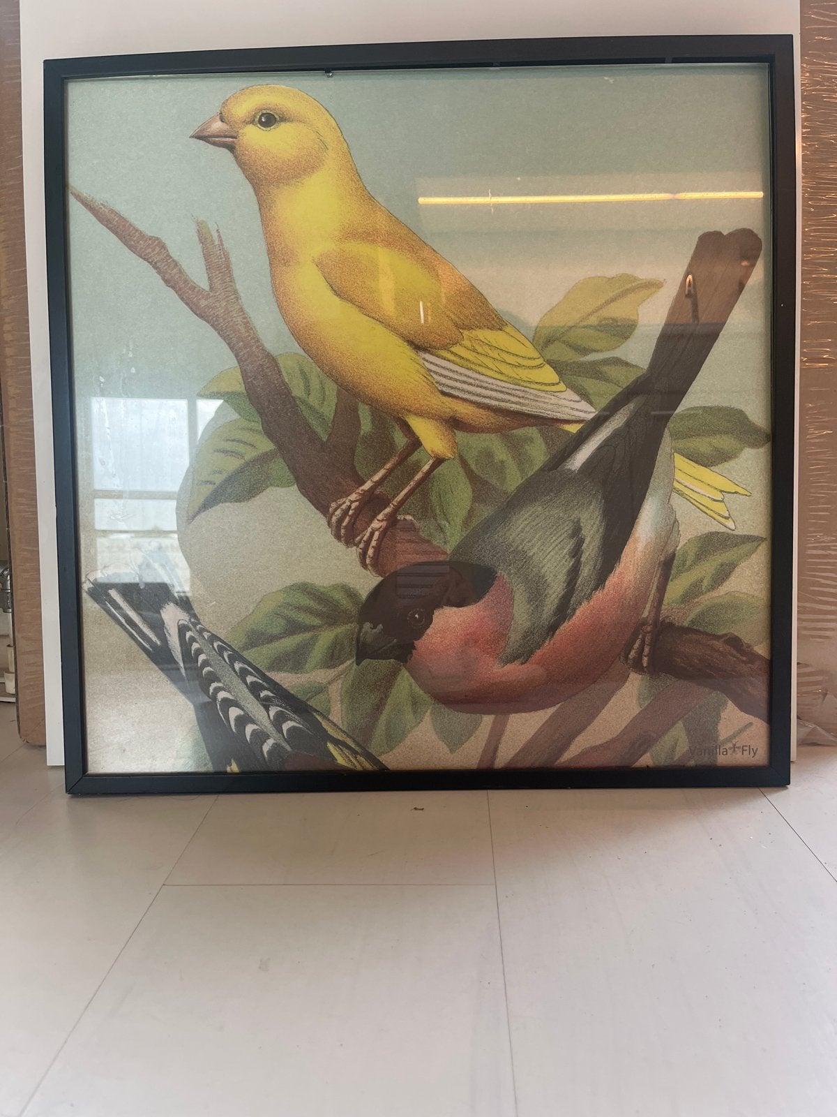 Set van 2 ingelijste vogelprints - Vintage stijl, Huis en Inrichting, Minder dan 50 cm, Gebruikt, Ophalen of Verzenden, Print