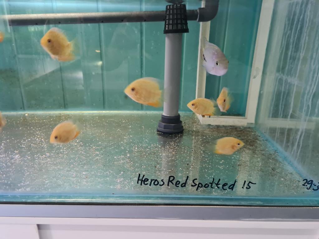 Heros Red Spotted Cichliden, Vis, Zoetwatervis
