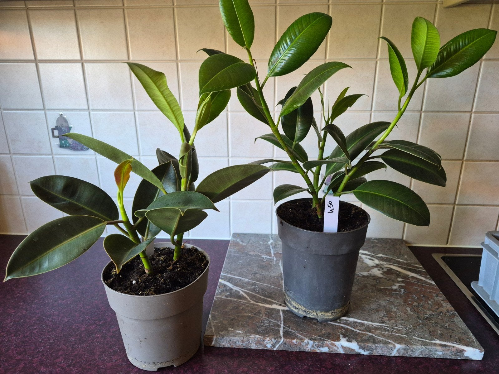 Stekken Ficus elastica, Huis en Inrichting, Kamerplanten, Ophalen, Ficus, Halfschaduw, Minder dan 100 cm