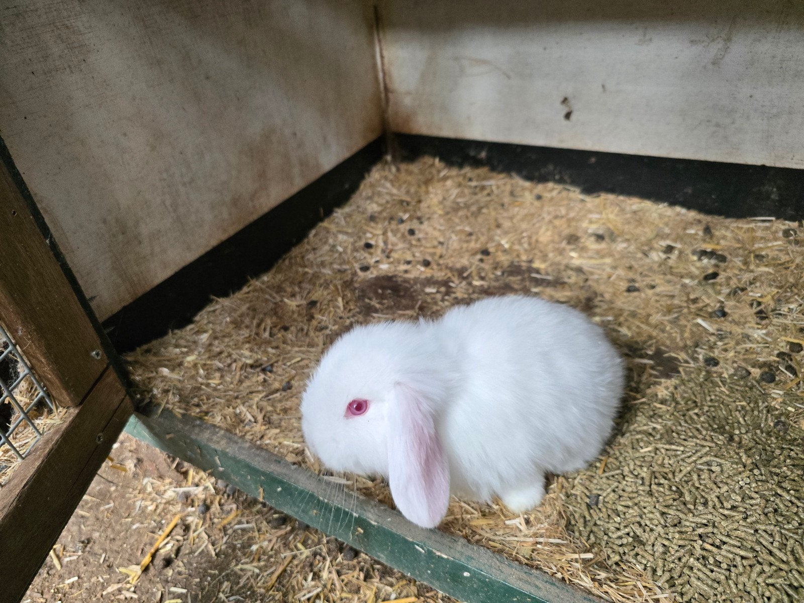 Duitse hangoor konijn, Dieren en Toebehoren, Konijnen, Meerdere dieren, Hangoor