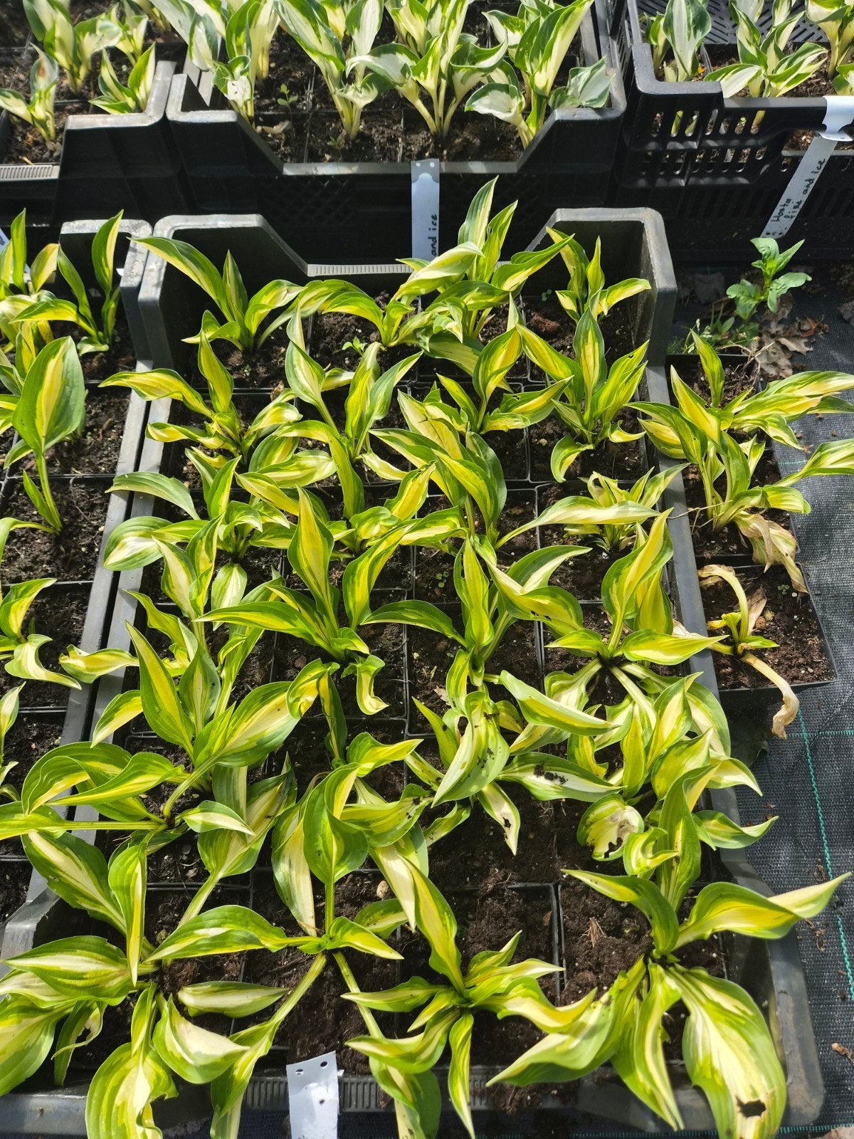 Hosta 'Lakeside Little Tuft' - Prachtige Bodembedekker, Bodembedekkers, Vaste plant, Ophalen of Verzenden, Halfschaduw