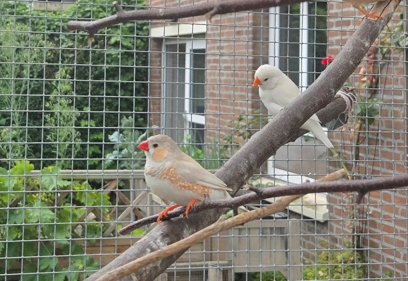 mooi koppeltje zebravinken, Dieren en Toebehoren, Meerdere dieren, Tropenvogel