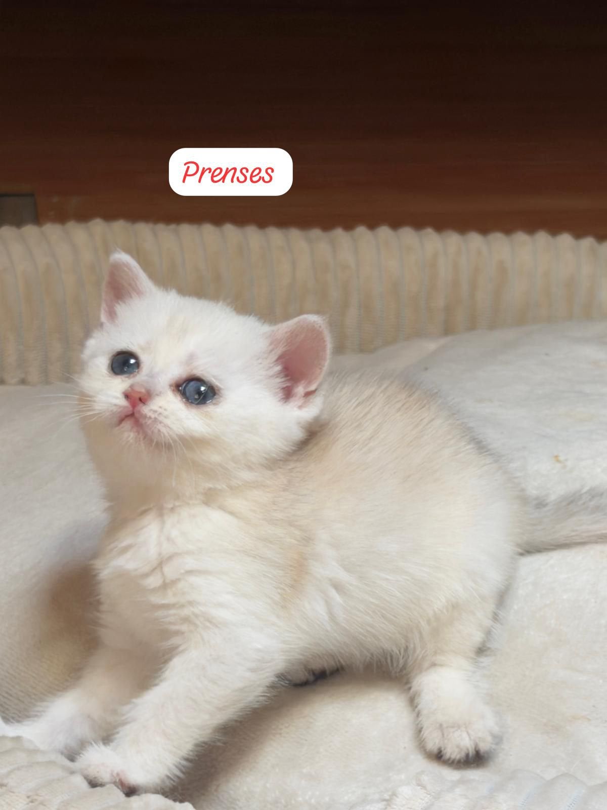 Britse korthaar kittens, Poes