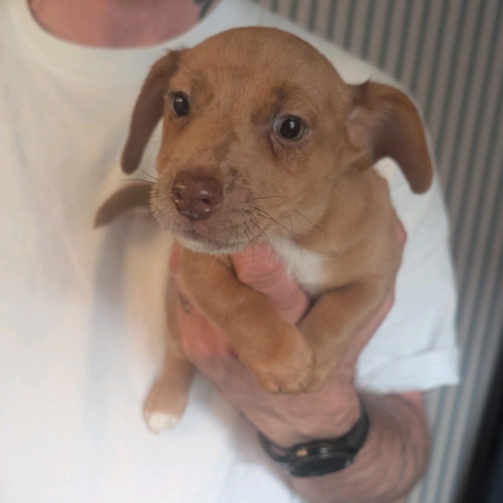 2 jack Russel reutjes, Jack Russell Terriër, 8 tot 15 weken, Meerdere, Meerdere dieren