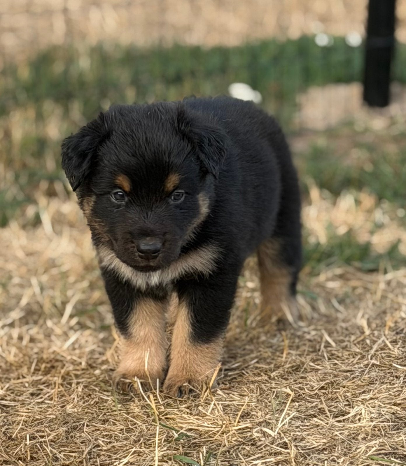 Deze lieve Australian Shepherd pup is nog beschikbaar, Parvo, 8 tot 15 weken, Meerdere, Meerdere dieren