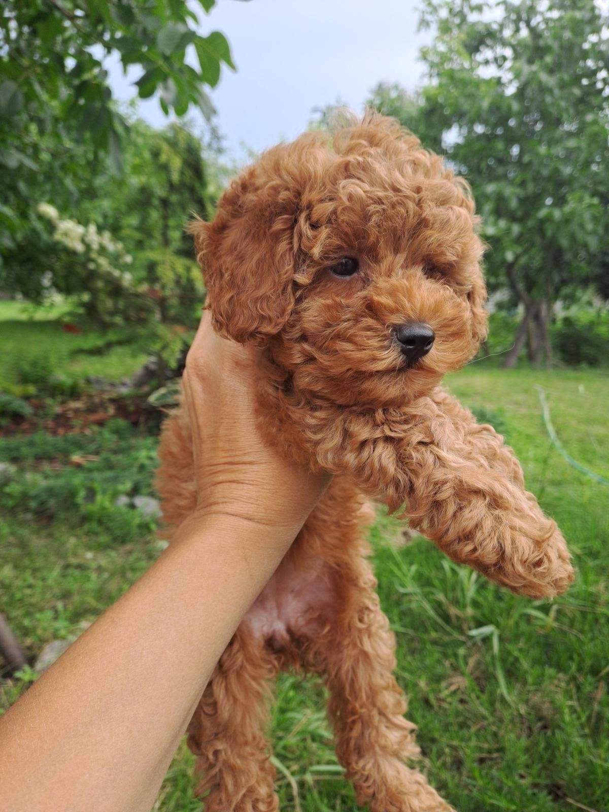 Toypoedel teefje, Poedel, 8 tot 15 weken, Teef, Parvo