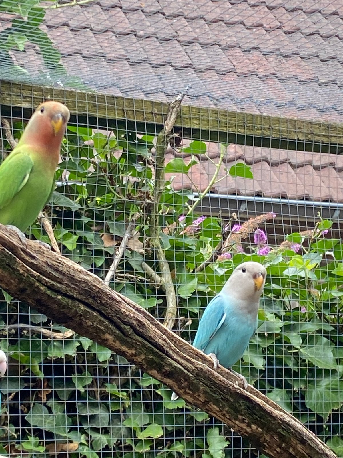 Jonge agapornissen, dwergpapagaai, Geslacht onbekend, Dwergpapegaai of Agapornis