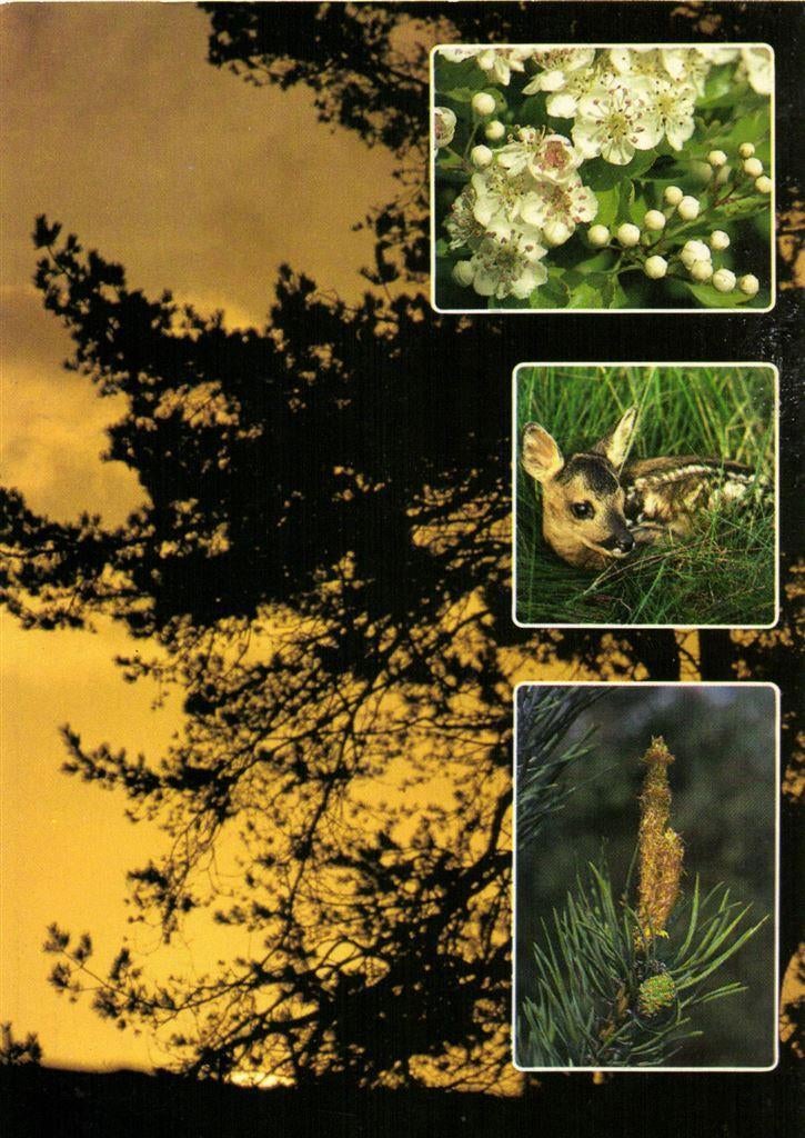 Vakantiedorp De Jutberg - Laag Soeren - 4 afb natuur - 1987, Ophalen of Verzenden, Voor 1920, Gelopen, Gelderland