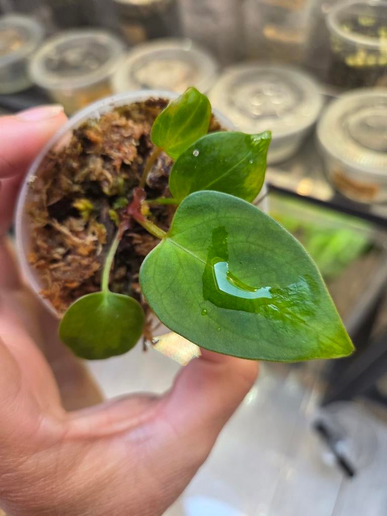 Anthurium bleu papillilaminum x one stemcutting, Ophalen of Verzenden, Halfschaduw, Minder dan 100 cm