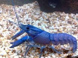 Volwassen blauwe Florida kreeft, Dieren en Toebehoren, Vissen | Aquariumvissen, Kreeft, Krab of Garnaal, Zoetwatervis