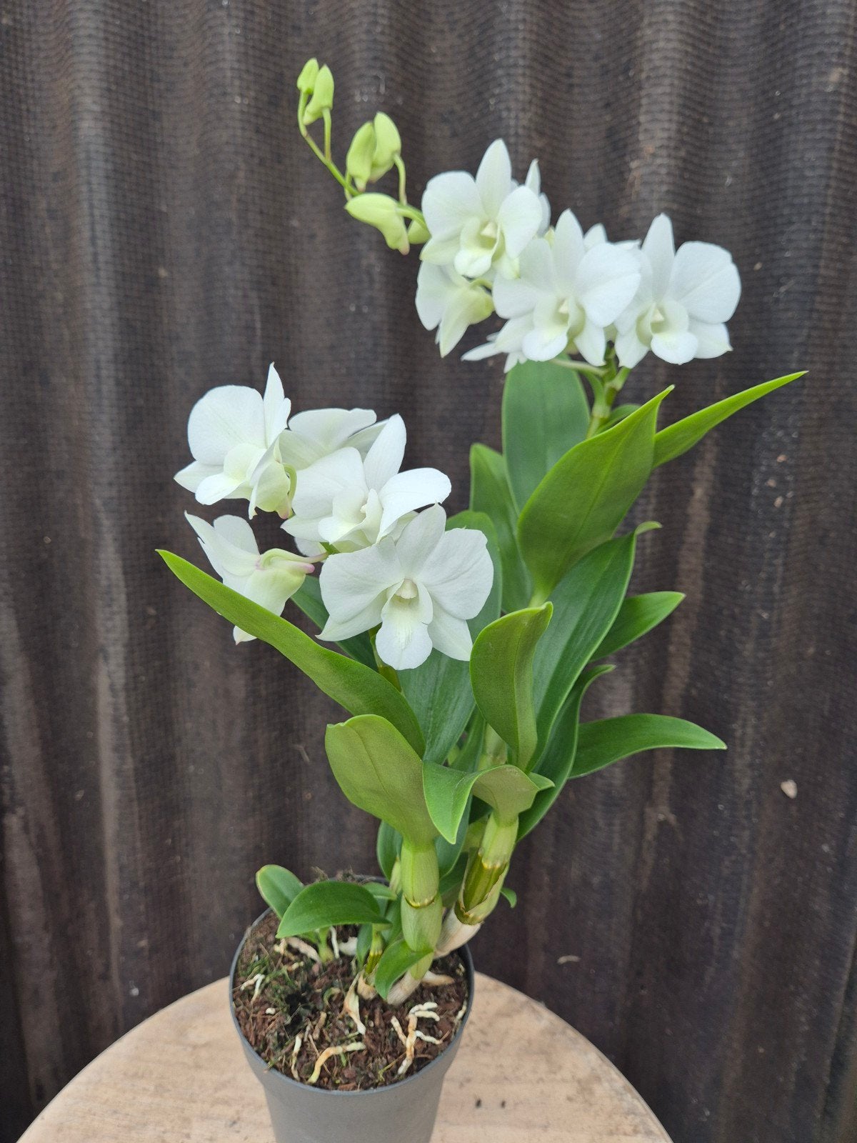 Orchidee Sa Nook p12 (4)