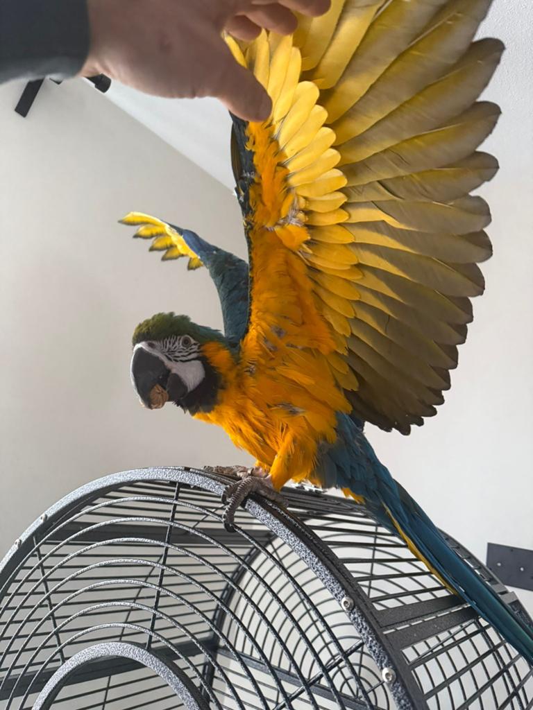 Ara blauw- gele, Dieren en Toebehoren, Vogels | Parkieten en Papegaaien, Vrouwelijk, Papegaai, Pratend