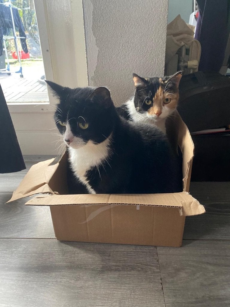 Liefdevol huisje gezocht voor twee volwassen katten, Meerdere dieren, Gechipt, 6 jaar of ouder
