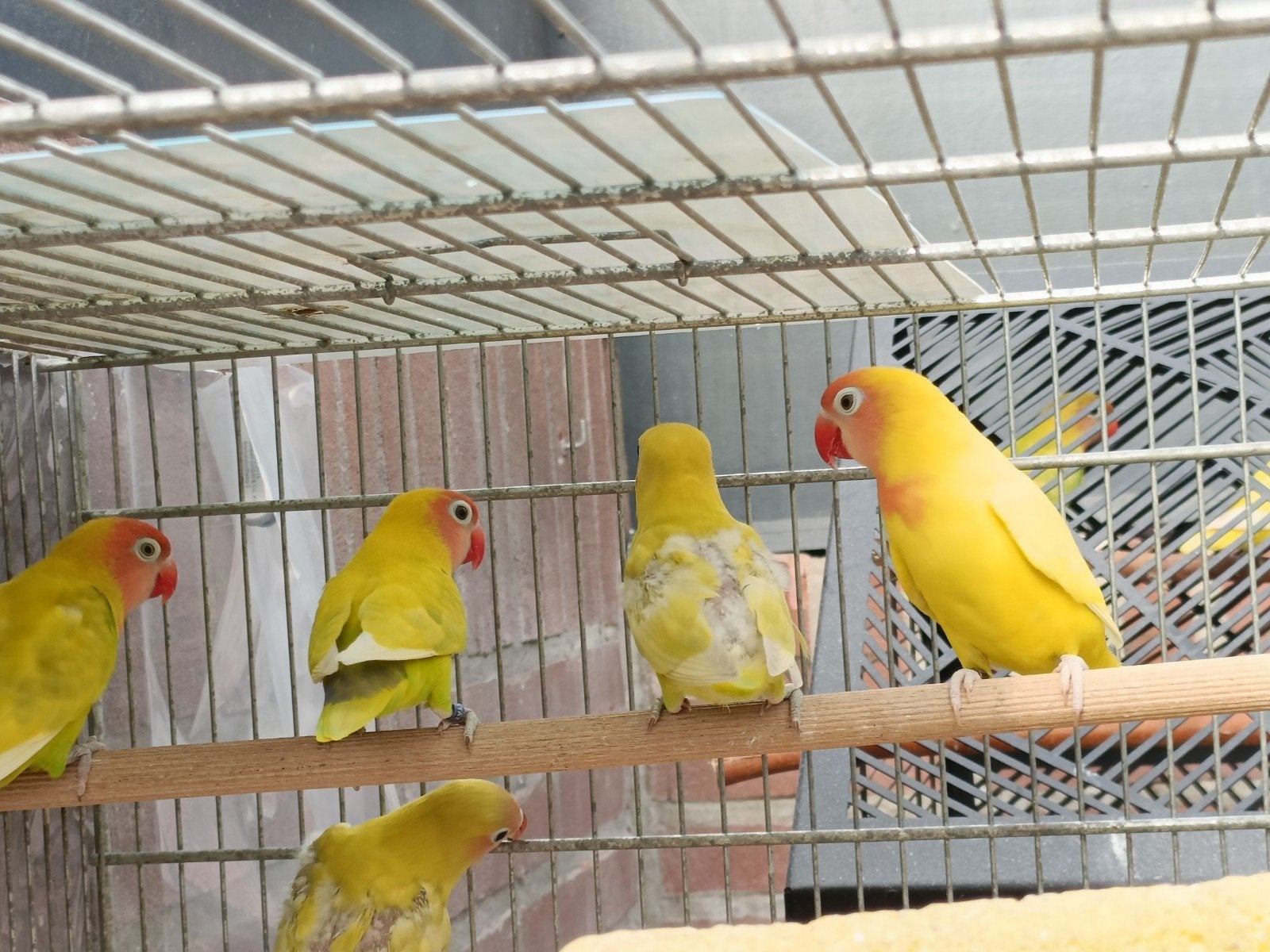 3 jonge agapornissen, Meerdere dieren, Dwergpapegaai of Agapornis