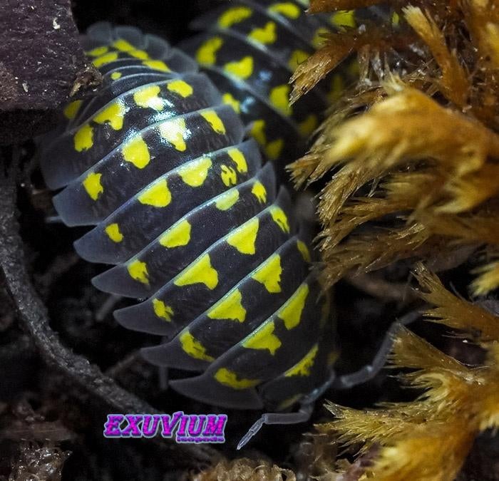 Armadillidium gestroi isopods / pissebedden, Overige soorten
