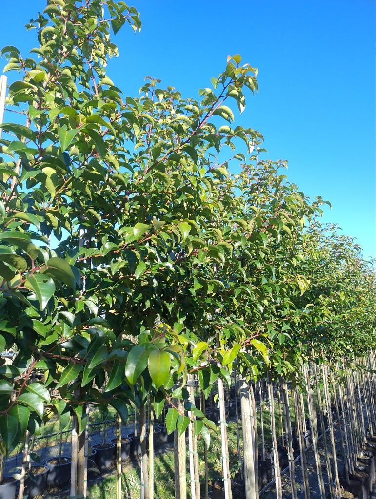 Prunus lusitanica Ybrazo (Tico) hoogstam, Halfschaduw, Lente, 100 tot 250 cm, Overige soorten