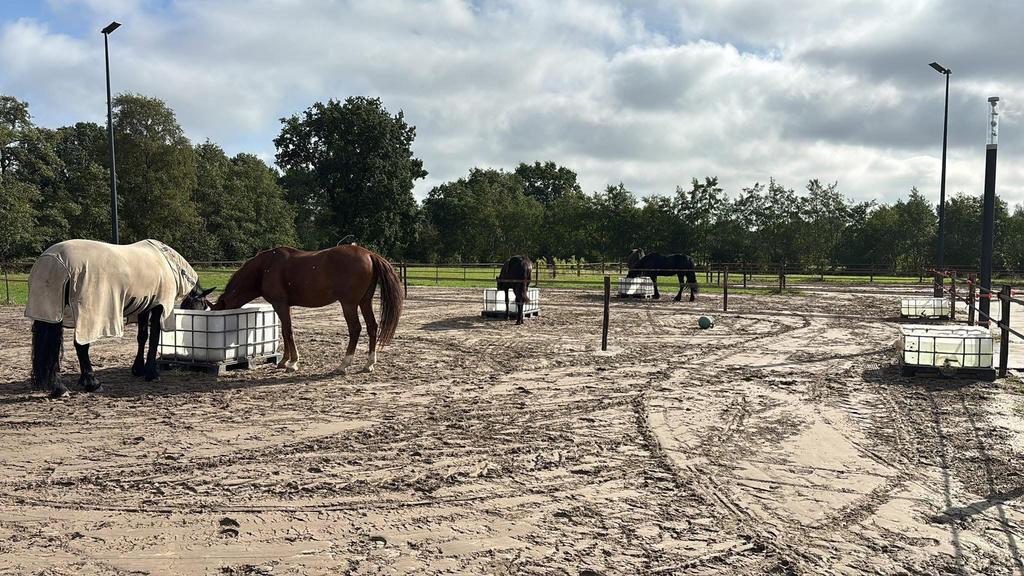 Stalhulp gezocht, Dieren en Toebehoren, Stalling