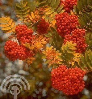 BOOM Sorbus aucuparia Wilde lijsterbes herfstkleur bessen, Overige soorten, Vaste plant, Ophalen of Verzenden, Halfschaduw
