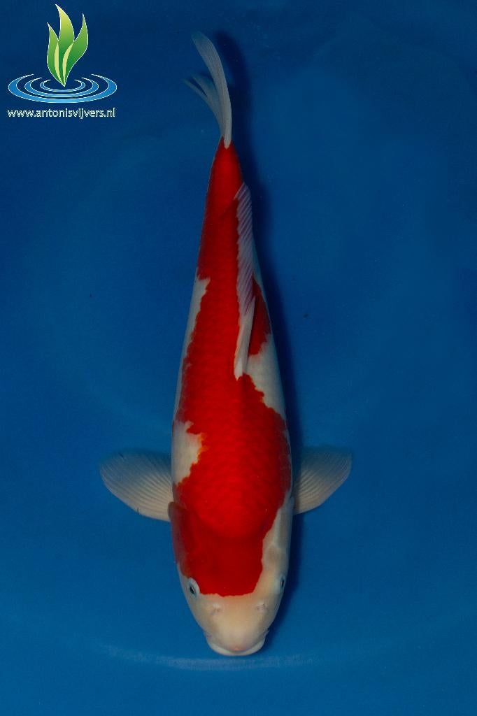 052 Kohaku, Dieren en Toebehoren, Vissen | Vijvervissen, Karper of Koi