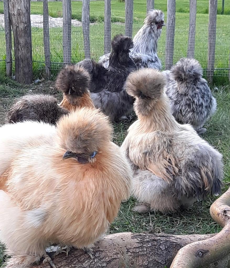 Fluffy USA zijdehoen kuikentjes kuikens kuiken knuffelkipjes, Geslacht onbekend, Kip