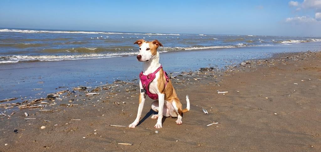 Podengo mix teefje., Dieren en Toebehoren, Particulier, 15 weken tot 1 jaar, Overige rassen, Buitenland