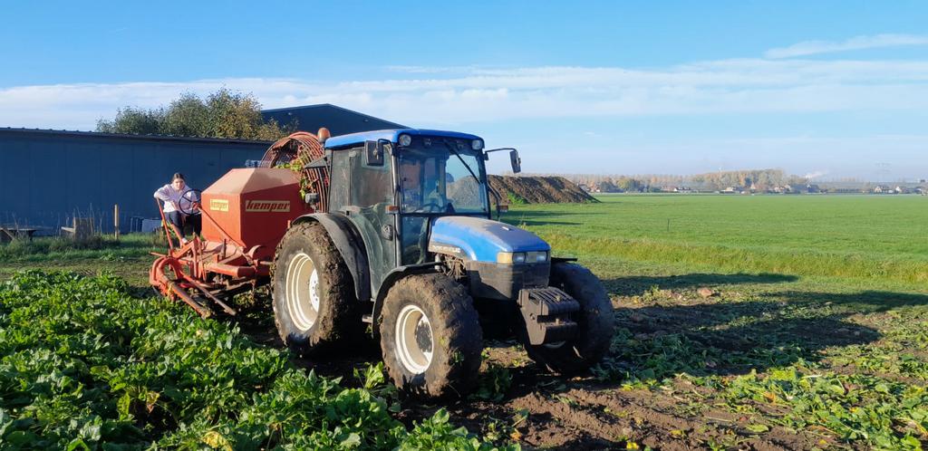 Voederbieten, Dieren en Toebehoren, Dierenvoeding, Ophalen, Vee