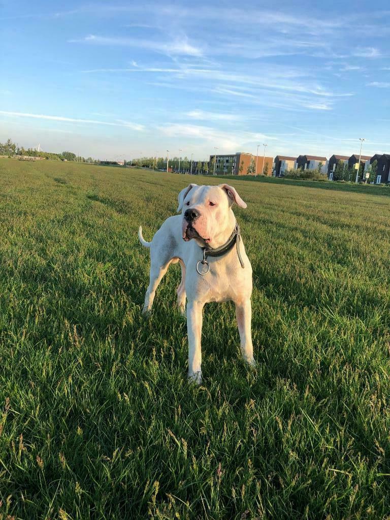 Dekreu Dogo Argentino/ Argentijnse dog, Dieren en Toebehoren, Honden | Dekreuen, Fokker | Hobbymatig, Reu, Buitenland, Parvo