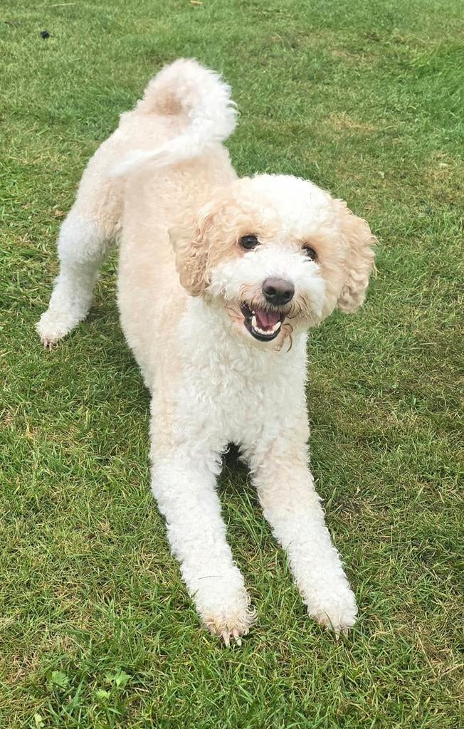 Dekreu doodle multigen, Reu, CDV (hondenziekte), Eén hond, 3 tot 5 jaar